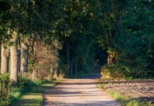 Holandia dla miłośników natury: trasy trekkingowe, rezerwaty i spokojne wsie z dala od miejskiego zgiełku Słoneczna leśna ścieżka spacerowa w Varsseveld w Holandii
