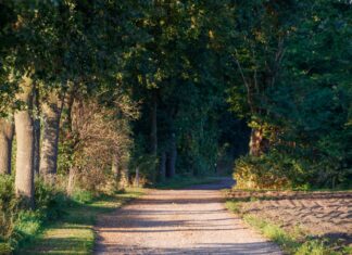 Słoneczna leśna ścieżka spacerowa w Varsseveld w Holandii