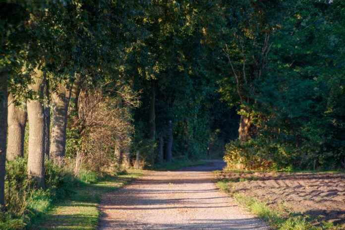 Słoneczna leśna ścieżka spacerowa w Varsseveld w Holandii