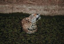 Pantanal czy Amazonia? Gdzie lepiej pojechać na safari i obserwację dzikich zwierząt Jaguar pływający w Amazonii w okolicach Manaus