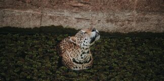 Jaguar pływający w Amazonii w okolicach Manaus