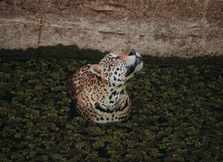 Pantanal czy Amazonia? Gdzie lepiej pojechać na safari i obserwację dzikich zwierząt Jaguar pływający w Amazonii w okolicach Manaus
