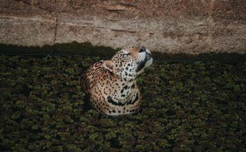 Jaguar pływający w Amazonii w okolicach Manaus