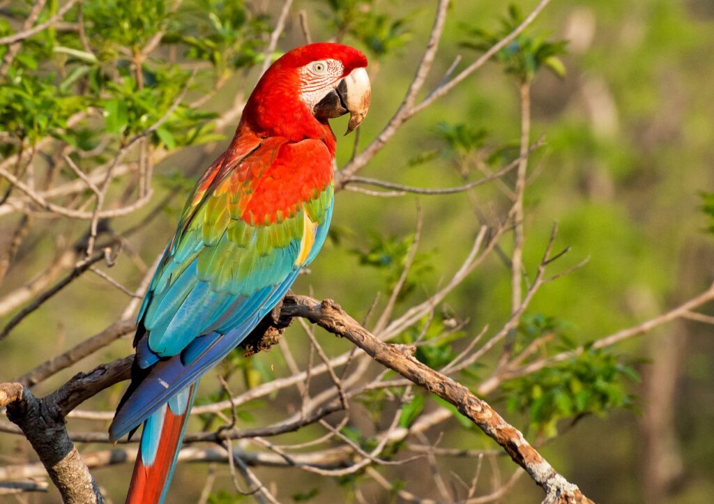Pantanal czy Amazonia? Gdzie lepiej pojechać na safari i obserwację dzikich zwierząt
